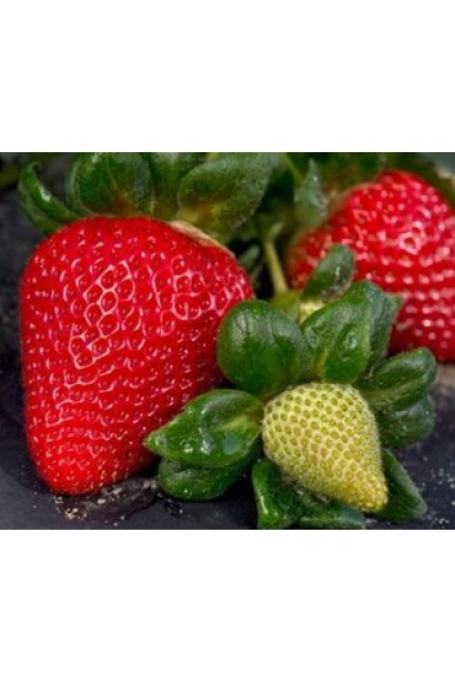 Полуниця садова Мурано великі конічні темно-червоні плоди